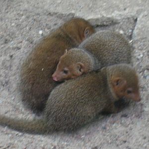 Helsinki Zoo - Pygmy mongooses