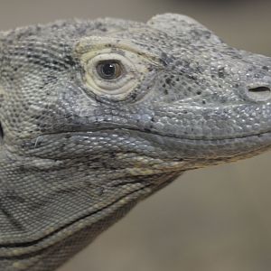 Komodo dragon