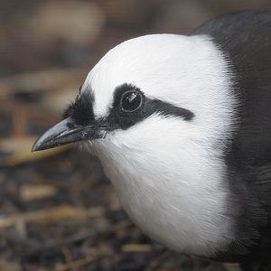 Black and white laughing thrush