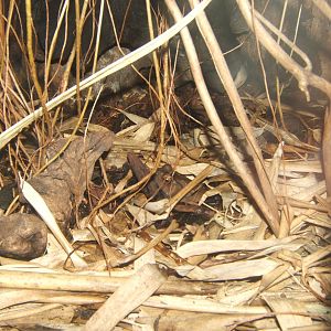 Male Asian Tree Toad