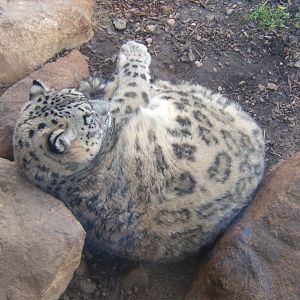 Snow Leopard