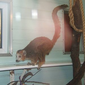 Crowned Lemur