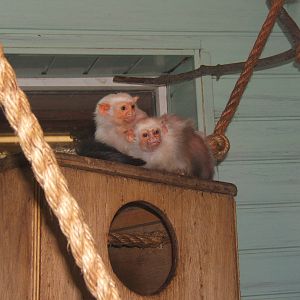 Silvery Marmoset