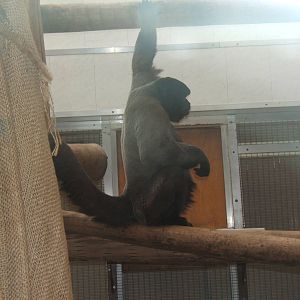 Woolly Monkey