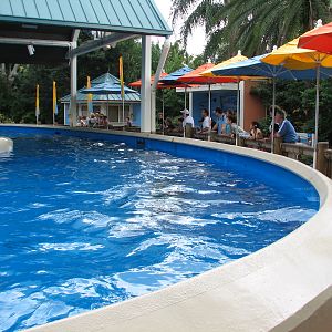 Dolphin Nursery