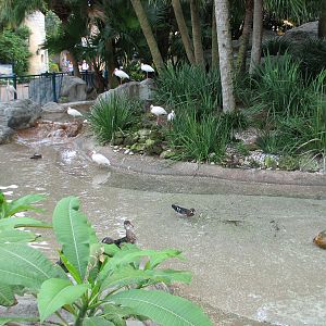 Waterfowl Exhibit