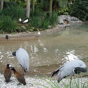 Waterfowl Exhibit