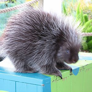 Animal Connections at SEAGarden - Animal Encounter Pavilion - Porcupine