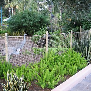 Animal Connections at SEAGarden - Sandhill Crane Exhibit