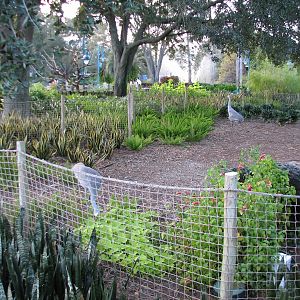 Animal Connections at SEAGarden - Sandhill Crane Exhibit