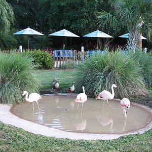 Animal Connections at SEAGarden - Chilean Flamingo Exhibit