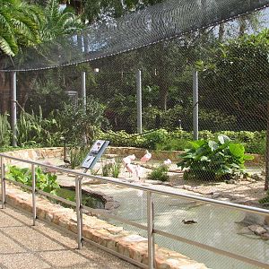 Aviary near Shark Encounter