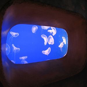Journey To Atlantis - Jewels of the Sea Aquarium - Moon Jelly Exhibit (Larg