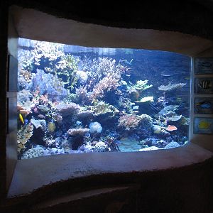 Journey To Atlantis - Jewels of the Sea Aquarium - Coral Reef Exhibit