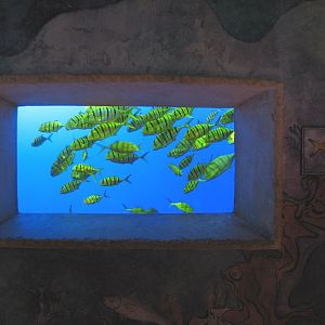 Journey To Atlantis - Jewels of the Sea Aquarium - Golden Trevally Exhibit