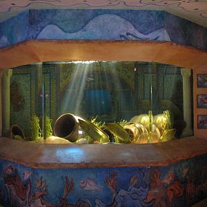 Journey To Atlantis - Jewels of the Sea Aquarium - Green Moray, Caribbean S