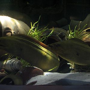 Journey To Atlantis - Jewels of the Sea Aquarium - Green Moray