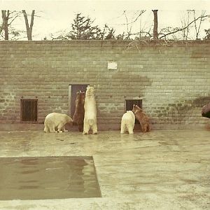 Mixed Bear exhibit circa 1964