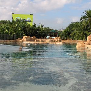 Aquatica - Dolphin Plunge - Commerson's Dolphin Exhibit