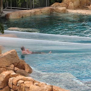 Aquatica - Dolphin Plunge - Commerson's Dolphin Exhibit