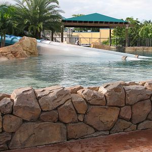 Aquatica - Dolphin Plunge - Commerson's Dolphin Exhibit Surface Viewing Are