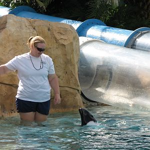 Aquatica - Dolphin Plunge - Commerson's Dolphin Exhibit