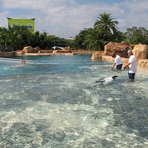 Aquatica - Dolphin Plunge - Commerson's Dolphin Exhibit