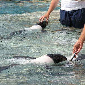 Aquatica - Dolphin Plunge - Commerson's Dolphin