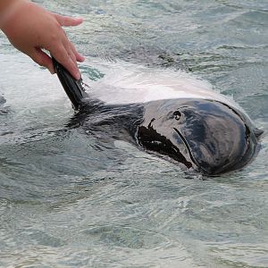 Aquatica - Dolphin Plunge - Commerson's Dolphin
