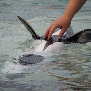 Aquatica - Dolphin Plunge - Commerson's Dolphin