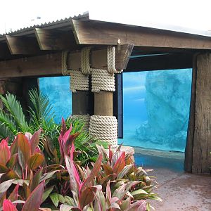 Aquatica - Dolphin Plunge - Commerson's Dolphin Exhibit Underwater Viewing