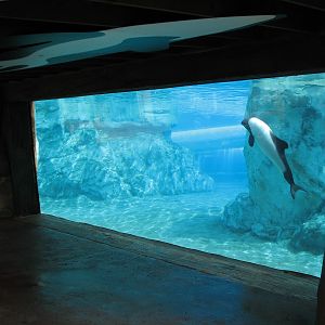 Aquatica - Dolphin Plunge - Commerson's Dolphin Exhibit Underwater Viewing