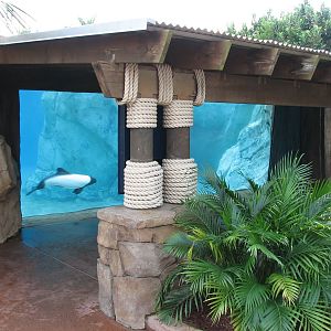 Aquatica - Dolphin Plunge - Commerson's Dolphin Exhibit Underwater Viewing