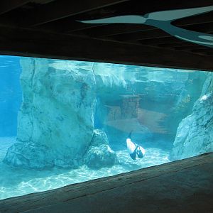 Aquatica - Dolphin Plunge - Commerson's Dolphin Exhibit Underwater Viewing