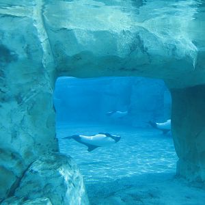 Aquatica - Dolphin Plunge - Commerson's Dolphin Exhibit