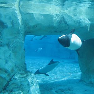 Aquatica - Dolphin Plunge - Commerson's Dolphin Exhibit