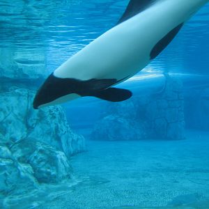 Aquatica - Dolphin Plunge - Commerson's Dolphin Exhibit