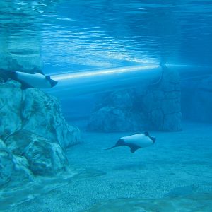 Aquatica - Dolphin Plunge - Commerson's Dolphin Exhibit
