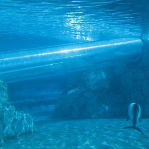 Aquatica - Dolphin Plunge - Commerson's Dolphin Exhibit