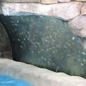 Aquatica - Fish Grotto