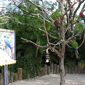 Aquatica - Marvelous Macaws Exhibit