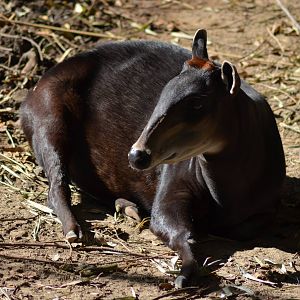 Yellow-backed Duiker
