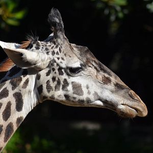 Masai Giraffe