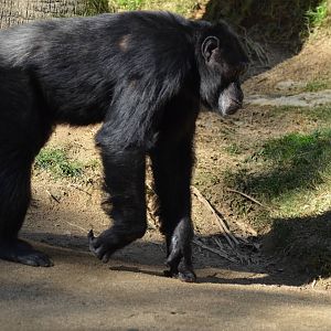 Chimpanzee