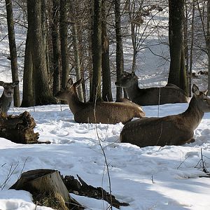 Deers in Kaçkar Mountains (Pontic Mountains)