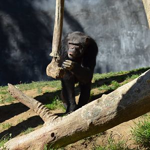 Chimpanzee