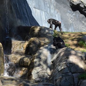 Chimpanzees of Mahale Mountains