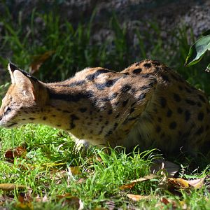 Serval