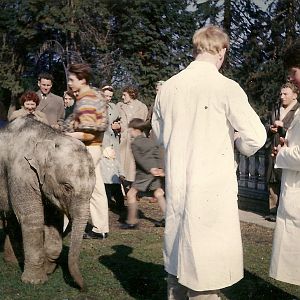 Asiatic Elephant 1963