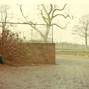 Indian Peafowl circa 1964